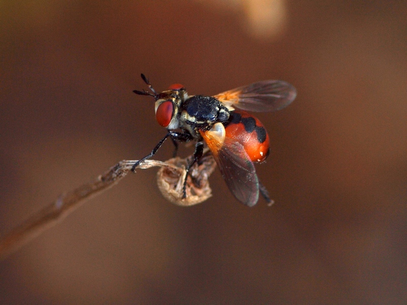 Tachinidae